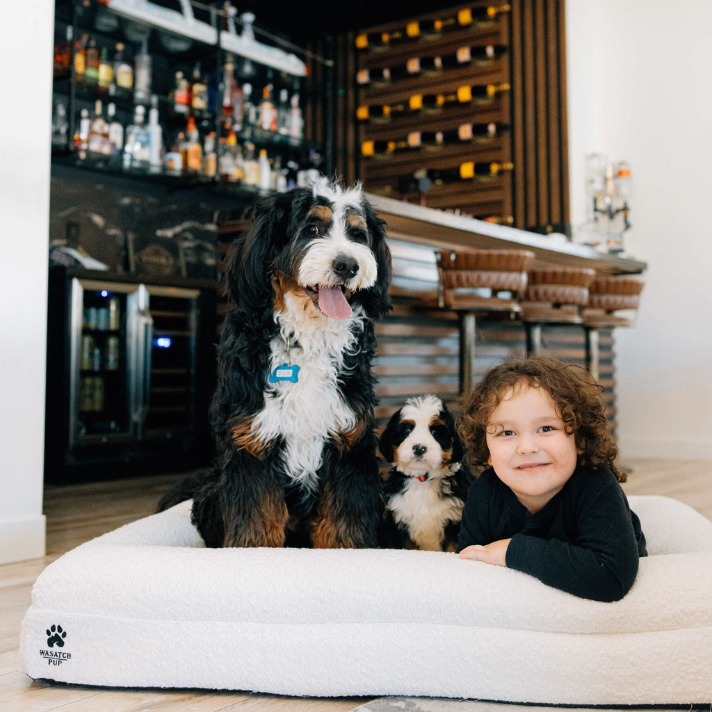 Orthopedic Memory Foam Dog Bed | High-Density Joint Support & Boucle Pet Mattress