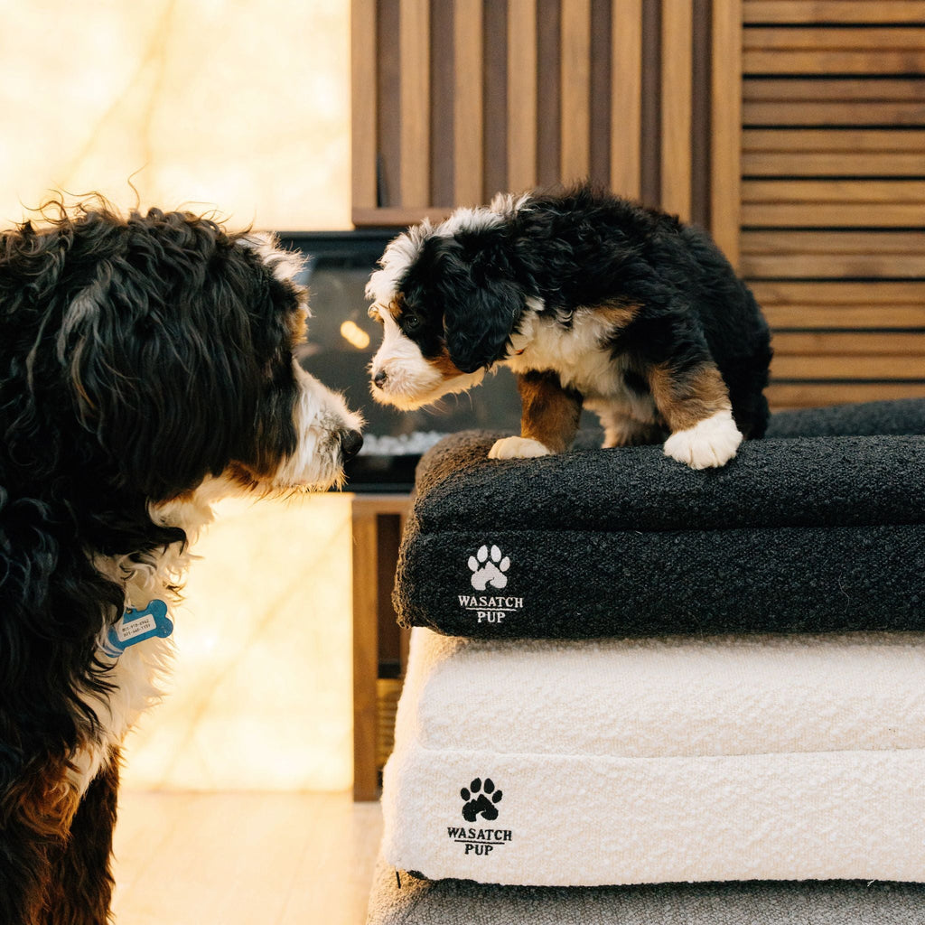 Orthopedic Memory Foam Dog Bed | High-Density Joint Support & Boucle Pet Mattress