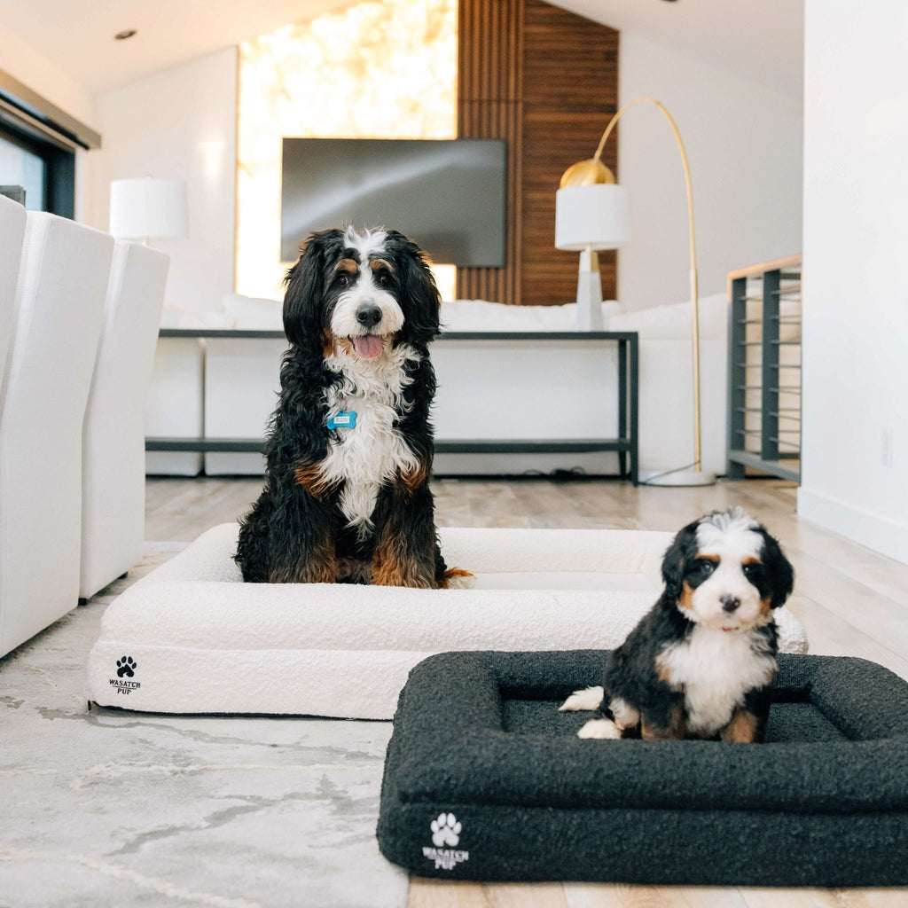 Orthopedic Memory Foam Dog Bed | High-Density Joint Support & Boucle Pet Mattress